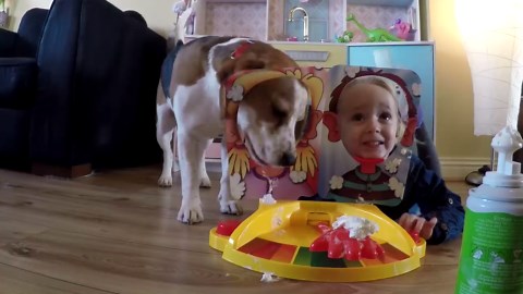 Dog Plays Pie Face Game With Little Girl