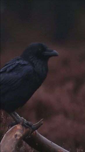 Erstaunliche Fakten über Kolkraben! 🐦‍⬛