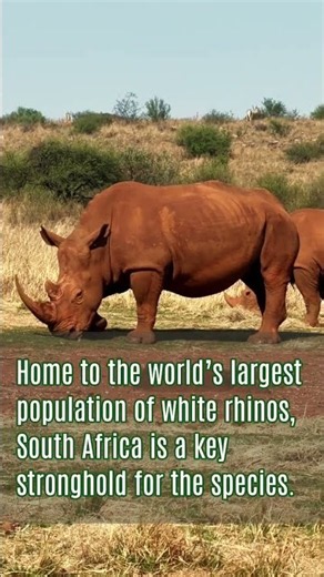 World Rhino Day: Meet the mighty white rhino