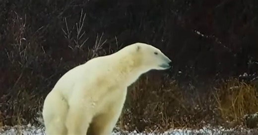 How a new AI-powered radar is helping protect polar bears