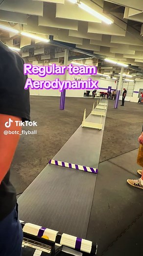 Walk that walk #botc #botcflyball #flyballchampionships #flyballturn #flyballdogsoftiktok