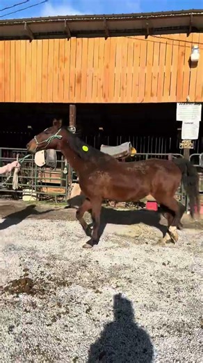 Sold 7353- bay Saddlebred mare 15yr old $875+40 coggins deadline 12/19/25