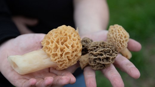 Morel mushroom season underway in Ohio. Where are the best spots to find them? Use this map