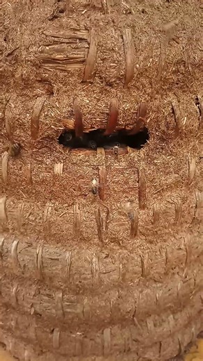 Bees At The Entrance Hole Of A Traditional Skep #skepbeekeeping #beekeeping #korbimkerei #imkerei