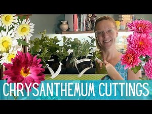 Chrysanthemum Cuttings From Kings Mums 🌞🌞🌞 || Growing Mums From Cuttings || Mums Flowers