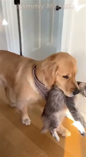 Cutest Animal Friendship Ever? Watch What Happens!
