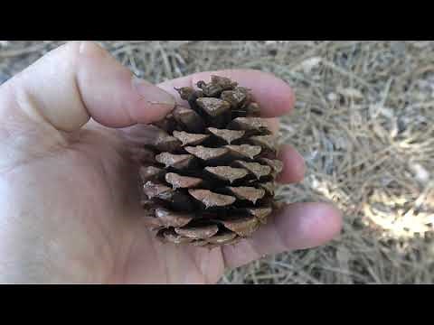 Identifying ponderosa pine