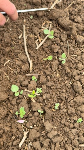 Will Duncan on Instagram: "We’re going to have to do some reseeding. Cut worm got us in one paddock. 19mm in the last 3 Days so the spring is still springing."