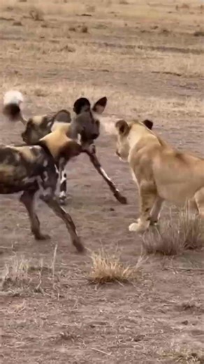 Lion Cub Stands Ground Against Pack of Wild Dogs 🐾