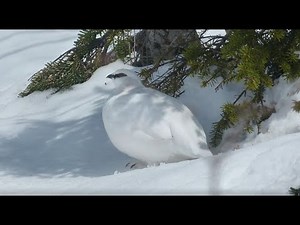 乗鞍岳のライチョウ