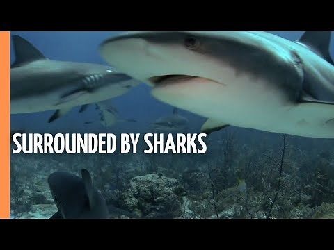 Surrounded by Sharks - Close Up of the Prehistoric Hunters | Full Documentary
