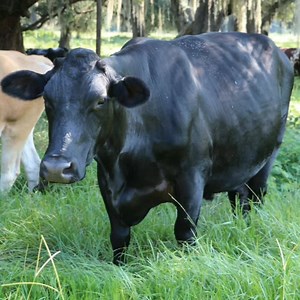 58 reactions · 3 comments | Akshobhya was one of eight calves rescued...