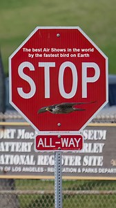 10K views · 223 reactions | A mesmerizing Air Shows by the fastest bird on Earth the Peregrine Falcon. . . . #airshow #falcon #peregrinefalcon #birdsofprey | Ta2020photography | Facebook