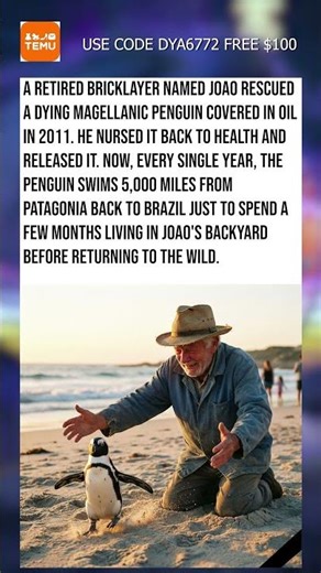 Penguin Swims To Rescuer