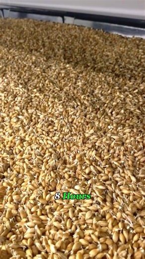 Omega Chicks Ltd on Instagram: "Hydroponic fodder offers a revolutionary approach to sustainable feed, making it possible to nourish livestock efficiently regardless of space constraints. The practical application of this method could be explored, showcasing its benefits for modern poultry farming. 📹: Think Tato #OmegaChicks #poultry #farming #fodder #hydroponicfarming #SustainableFarming"