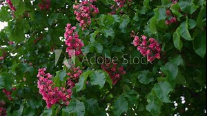 Red chestnut blossom and green leaves. Spring. The branches of the chestnut tree are barely swaying in the wind.