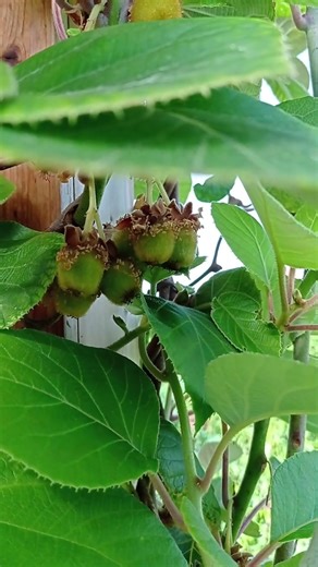 From Spring Shoots to Kiwi Fruit. Bumblebees Pollinating Kiwi Flowers