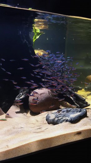 Cardinal Tetra in a 500-Gallon Tank
