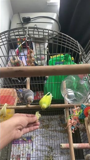 Happy Parakeet Moments: Fun at the Feeder #birds #budgies