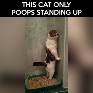 This cat only poops standing up Credit: Viralvideouk | LOLKidz