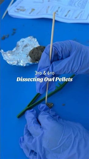 Owl Pellet Dissection at Home Homeschool Science for Preschool & Kindergarten #scienceforkids