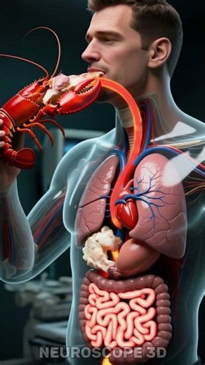 What Happens When You Eat Lobster? | 3D Body Reaction Animation