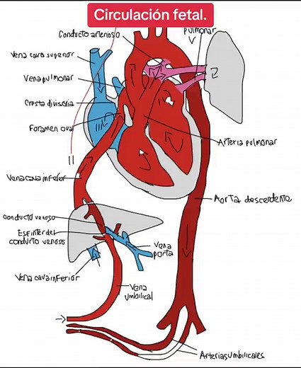 Circulación Fetal y el Sistema Cardiovascular
