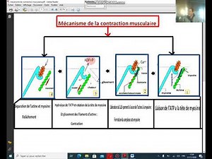 SVT: Les phases de la contraction musculaire