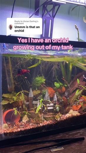Replying to @Vivian Darling watch my orchid bloom. #orchid #fishtok #plants #aquariumplants #aquaticplants #betta #bettatank #fishtok #fishoftiktok #fishy #fyp #wereback #hydroponicplants #hydroponic foryoupage #foryoupage❤️❤️