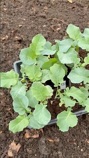 How I Plant Broccoli in My Vegetable Garden