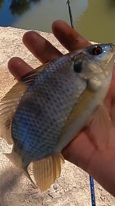 La Mejor Carnada para Pescar Tilapia | Pesca Demente