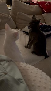 22K views · 378 reactions | Meaghan Ranee on Reels | Facebook