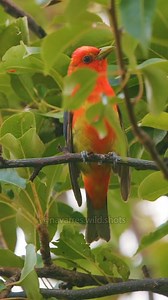 This juvenile Scarlet Tanager finally let me get a clip of him singing 🎼 #birdsong | Navarre Marshall