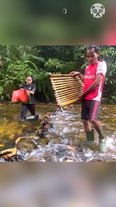 61K views · 25 reactions | Gathering gold from a rainforest river | Awesome | Facebook