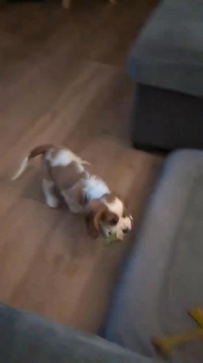 Finley is now accepting adoption applications! Located in St Jacobs ON, Finley is a blind malecocker spaniel puppy who is all things good in this world. View his full adoption profile here before applying. https://www.adoptapet.com/pet/46545519-st-jacobs-cocker-spaniel-mix | Hobo Haven Rescue