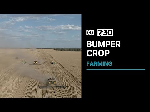 Australian wheat growing regions harvesting another bumper crop | 7.30