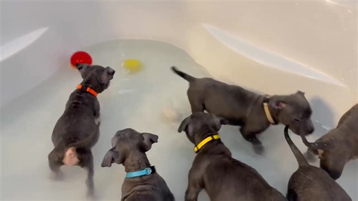 Hi from the Cottagecore litter 🌼 Well… some of them. There are 10 sweet peas total, and we’ll be sharing individual info on each baby very soon. These little nuggets came to us a few weeks ago from a shelter and were dealing with some gross puppy pyoderma when they arrived. The good news? Their skin has been treated and they’re healing beautifully. They were also so puny when they arrived — and for good reason. These puppies had possibly the heaviest parasite load we’ve ever seen. Truly. Like… 