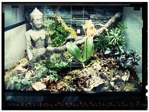 Setting up a vivarium for a Pygmy Chameleon