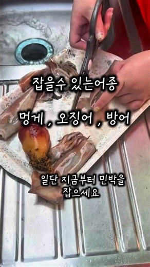 구룡포 해변축제 오징어잡이 #구룡포#여름물놀이 #물놀이 #여름휴가 #구룡포해변축제 #구룡포해수욕장