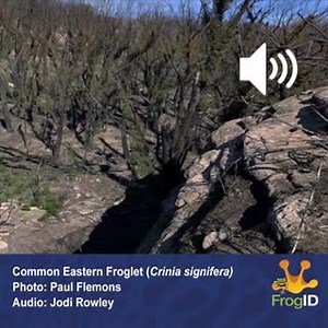 Common Eastern Froglet (Crinia signifera) are one of several species that #FrogID users are recording in bushfire-affected areas. During FrogID Week (6-15 Nov, 2020) join us in recording frogs from burnt and unburnt areas across Australia. Download the #FrogID app and use it anytime you hear frogs calling - every call counts! #citscioz #bushfirerecovery #frogfriday | Frog ID