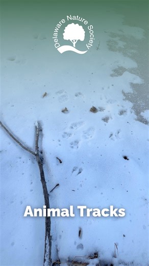 Watch where you step in the snow! Animal tracks are a great way to figure out tons about your local wildlife! | Delaware Nature Society