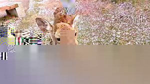 828K views · 11K shares | The cherry blossom is in full effect in Nara park right now  [credit: キキフォトワークス on YouTube] | Rice Digital | Facebook