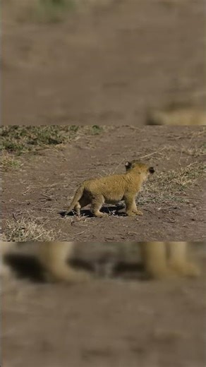 "Meet the Lion Cub: A Cuddly Bundle of Fury and Future King!"