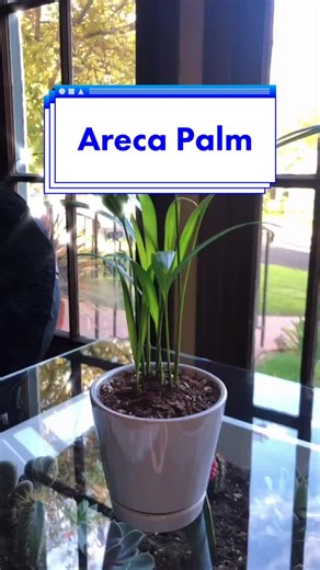 All About Areca Palm: Care Tips and Plant Care Guide