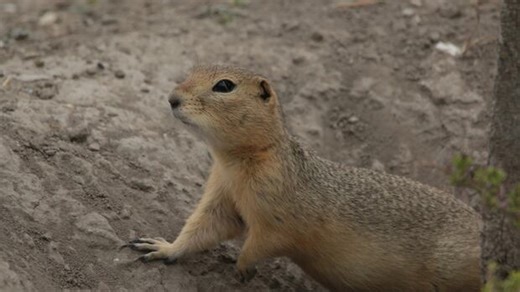 Sulphur gas to be used for ground squirrel control