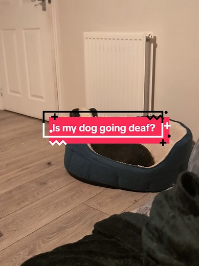 Is My Dog Going Deaf? The Ultimate Test Revealed!