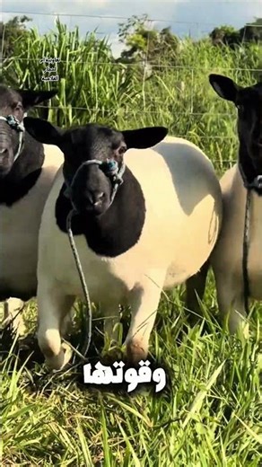 اغنام دوربر #beefproduction #homesheephome #beefcattle #ترند #agriculture