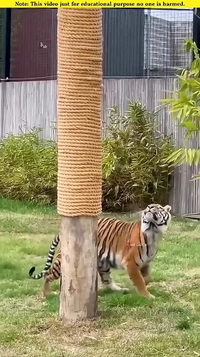 Can lions and tigers actually climb trees.#animals #facts #reelsviral | Random story