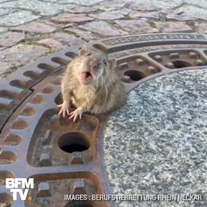 Un rat coincé dans une bouche d'égout sauvé par des pompiers