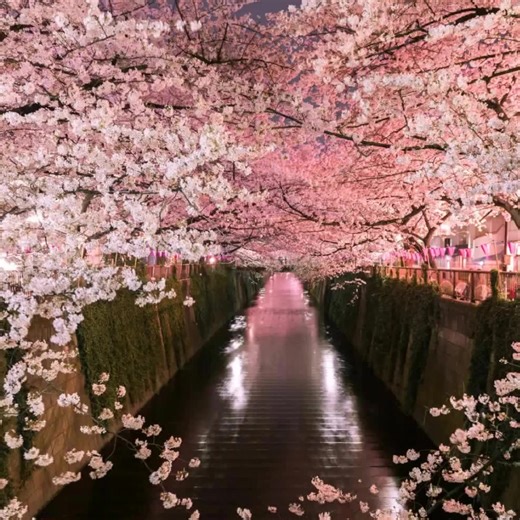 16K views · 880 reactions | The official Facebook page of Tokyo Official Travel Guide. | Go Tokyo | Facebook